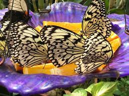 Showcasing butterflies and orchids at tucson botanical gardens butterfly magic exhibit. Paper White Black And White Butterfly Picture Of Tucson Botanical Gardens Tripadvisor