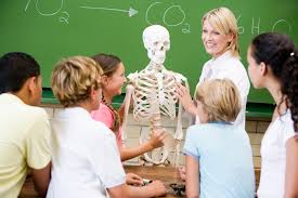 The Major Components Of The Skeletal System