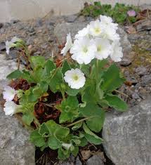 Image result for Mohria vestita