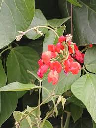 Image result for Phaseolus coccineus