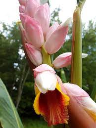 I planted ginger three places in my flower bed. Xl Giant Pink Shell Ginger Plant Alpinia Malaccensis Urban Tropicals