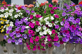 Image result for foto petúnie