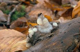 Image result for Exidia nucleata