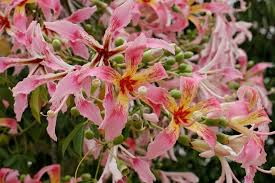 Image result for Ceiba speciosa