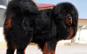 The tibetan mastiff is a large guardian breed and should present as strong and substantial, muscular and athletic, balanced and impressive. Tibetan Mastiff Dog Breed Information And Photos