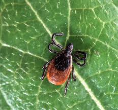 Score 16 Out Of 10 On This Quiz About Ticks Lyme Disease Lyme Disease Symptoms Deer Ticks