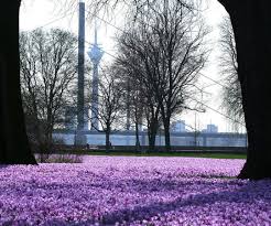 The Most Tranquil Areas To Be In Dusseldorf This Spring Are The Beautiful Parks From Nordpark S Japanese Garden To The H Crocus Japanese Garden Beautiful Park