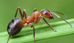 18 pest management services, including rodent, insect, pest. Home Pest Control Exterminators For Your Home Free Quotes