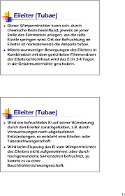 1 8 weibliche geschlechtsorgane ovar, katze, he corpus luteum menstruationis weibliche geschlechtsorgane klasse 8 frontansicht : Aufbau Und Funktion Der Weiblichen Geschlechtsorgane Pdf Free Download
