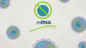 The astrazeneca vaccine has been suspended by sweden, france, germany, and 15 others, pending an investigation into potential side effects. How To Get The Covid Vaccine In Colorado What Happens Next 9news Com