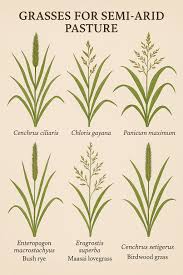 Image result for Enteropogon prieurii