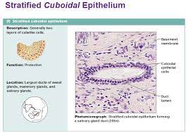 Eight Types Of Epithelial Tissue Human Anatomy And Physiology Tissue Biology Anatomy And Physiology