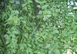 Image result for Salvadora persica