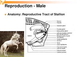 Farm Animal Male Reproduction Ppt Download