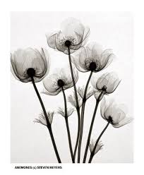 Anemones Steven N Meyers Has Turned X Ray Images Of Flowers And Plants Into Fine Art Idees De Tatouages Coquelicots