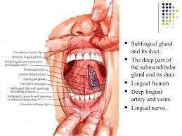 Floor Of Mouth Anatomy Anatomy Drawing Diagram