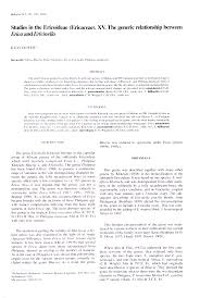 Image result for Erica kingaensis