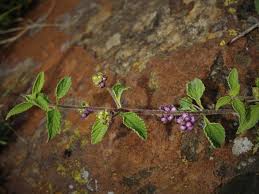 Image result for Lantana rugosa