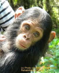 Pin By Leafmoon On Primates Baby Chimpanzee Cute Baby Animals Animals