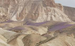 ‏יְרוּשָׁלַיִם‏‎ йерушала́(й)им (audio) (инф.), араб. Top 10 Places To See Israel S Spring Flowers Israel21c