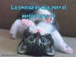 La mejores imágenes de con frases amor las puedes encontrar aquí, imágenes con lindas frases de amor para que le puedas dedicar a tu pareja o esa para que esa persona especial sienta más amor por ti y se sorprenda la ver que le regalas una linda frase amor. Imagenes De Gatitos Tiernos Con Frases De Amor