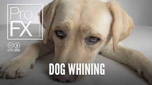 Dog Whining Animal Sound Effects Profx Sound Sound Effects Free Sound Effects Youtube