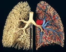 In the lung, the cystic fibrosis transmembrane regulator (cftr) is a protein responsible for efflux of chloride and inhibition of the sodium channel's activity which controls the influx of sodium. Health Of People With Cystic Fibrosis Shows Positive Trends In Us And Canada Eurekalert Science News