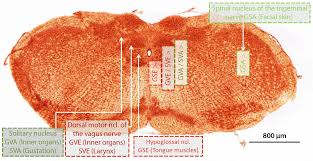 The superior surface is marked by two grooves, which make way for the subclavian vessels. The Mouse Brainstem Truncus Encephali Springerlink