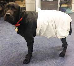 E Collar Alternatives Dog Cone Alternative Dog Cone Dog Cone Collar