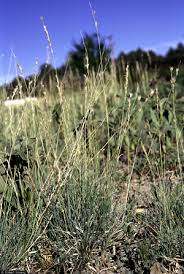Image result for Pleurostylia africana