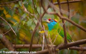June Bird Of The Month Birds Of Mandi Himachal Pradesh In 2020 Birds Bird Photography Himachal Pradesh