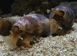 I gusci di lumaca vengono impiegati per la preparazione di piatti a base di lumaca e sono indicati soprattutto per gli chef che cucinano la carne di lumaca surgelata. Conus Geographus Lumaca Di Mare Assassina Animali Velenosi