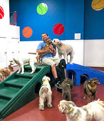 Make sure after completing the first page to proceed to the main account to add your dogs to the account. Dog Daycare In Tuckahoe Ny Paws And Play Pet Resort