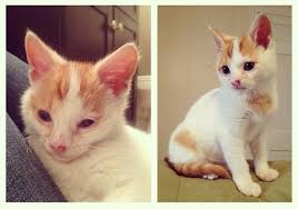 29 Before And After Photos Show What Love Does To Cats Cats Animals What Cat
