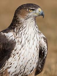 Birds Of Prey Pictures European Raptors Bonellis Eagle Pet Birds Eagles Birds Of Prey