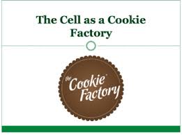 Animal cell organelle of factory worker. Cell Factory Worksheets Teaching Resources Teachers Pay Teachers