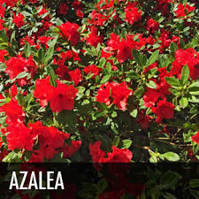 Glossy abelia (abelia x grandiflora). Plants For Dallas Your Source For The Best Landscape Plant Information For The Dallas Ft Worth Metroplex The Best Landscape Shrubs For Dallas Texas