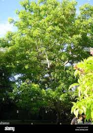 Image result for Sterculia appendiculata