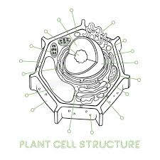 Maybe you would like to learn more about one of these? Plant Cell Structure Stock Illustrations 1 564 Plant Cell Structure Stock Illustrations Vectors Clipart Dreamstime