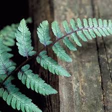 Image result for Athyrium newtonii
