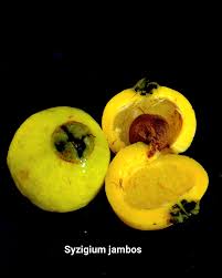 Image result for Syzygium jambos