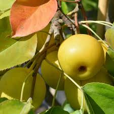 Image result for Pyrus pyrifolia