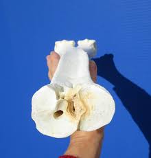 We carry camel leg bones measuring between 14 inches and 17 inches and camel shoulder blade bones measuring between 17 inches and 20 inches. 15 Inches Long Genuine Camel Leg Bone For Sale For Carving Bone
