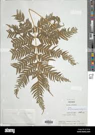 Image result for Pteris dentata