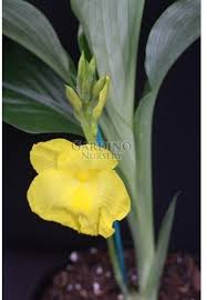 Image result for Siphonochilus