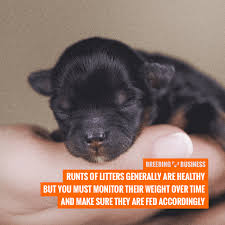 The Runt Of The Litter Definition Health Implications Faq