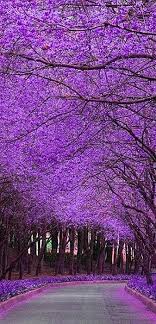 Jacaranda Trees In Bloom Jacaranda Tree Beautiful Tree Beautiful Places