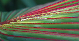 Image result for Tessmannia burttii