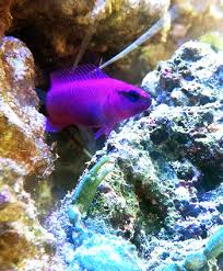 Orchid Dottyback Hardy Peaceful And Just Right For Reef Tanks