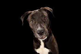 Why Chocolate Labs May Have Shorter Lifespans Than Other Retrievers